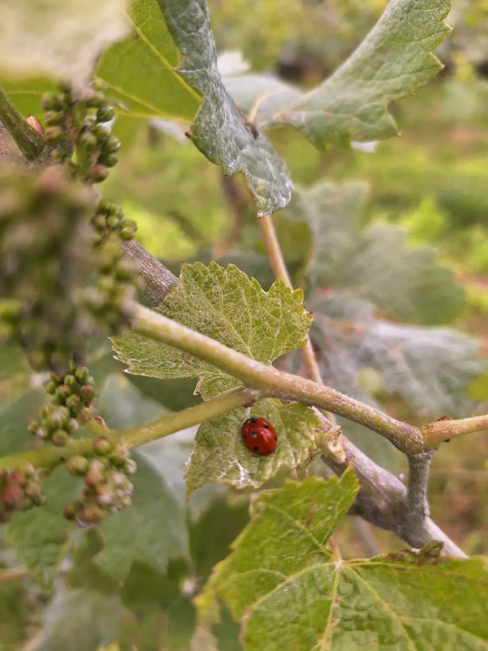 Una coccinella tra le foglie e i grappoli in fioritura
