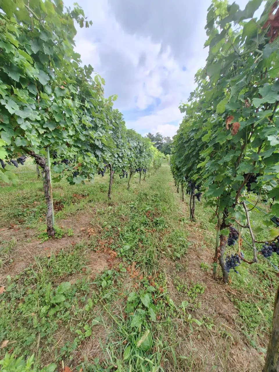 Filare d'estate