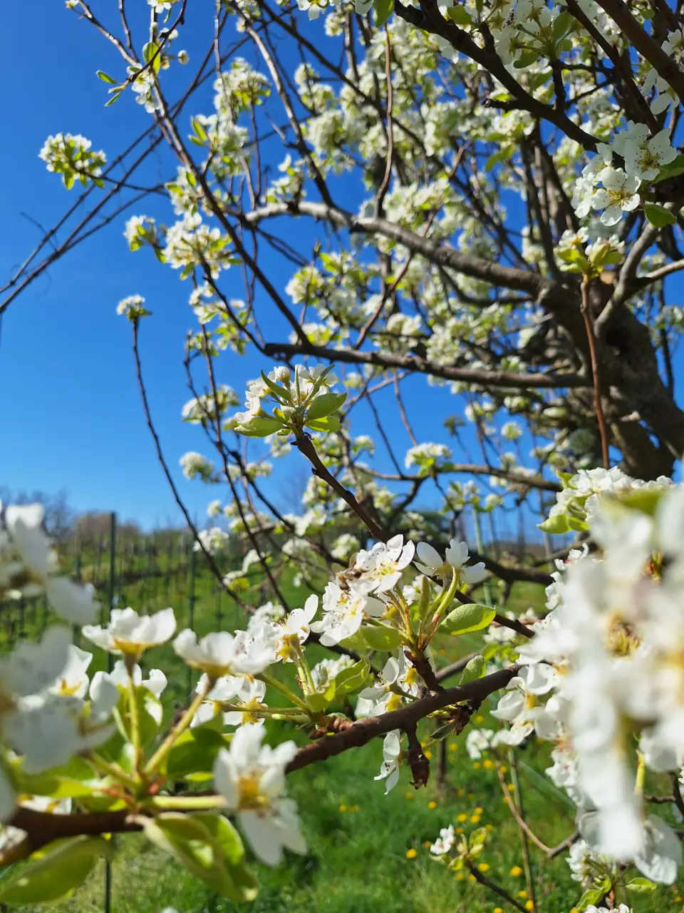Fiori di pero bianchi contro il cielo