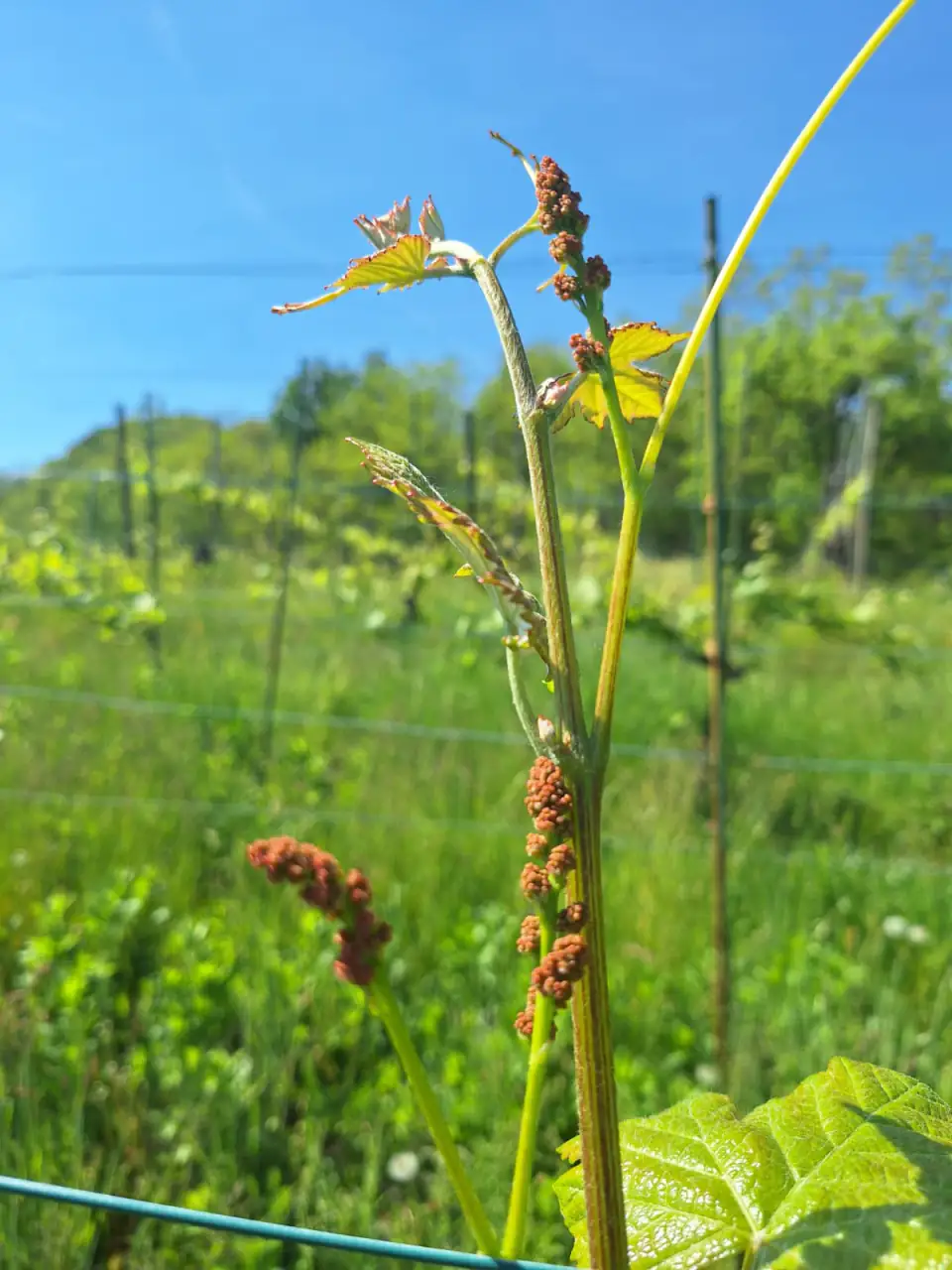 Fioritura della vite