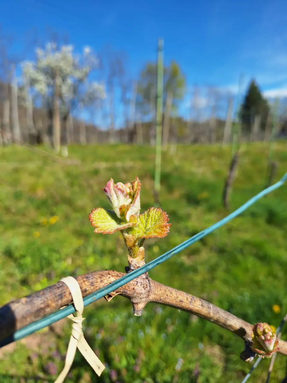 Germoglio di vite in primavera