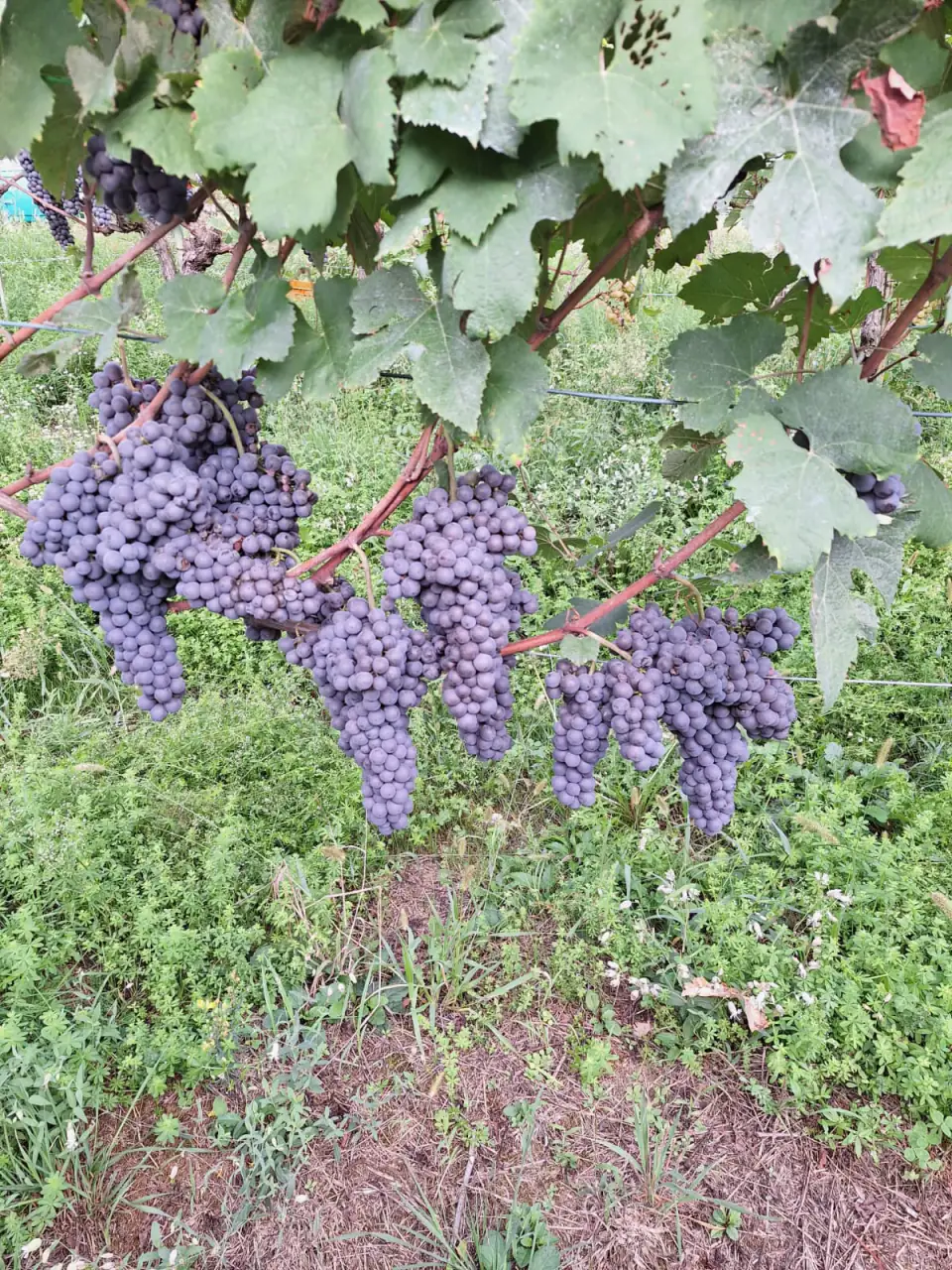 Grappoli sotto le foglie