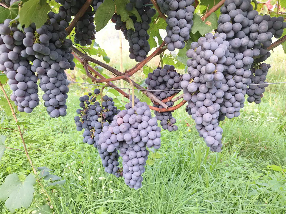 Grappoli sul filare