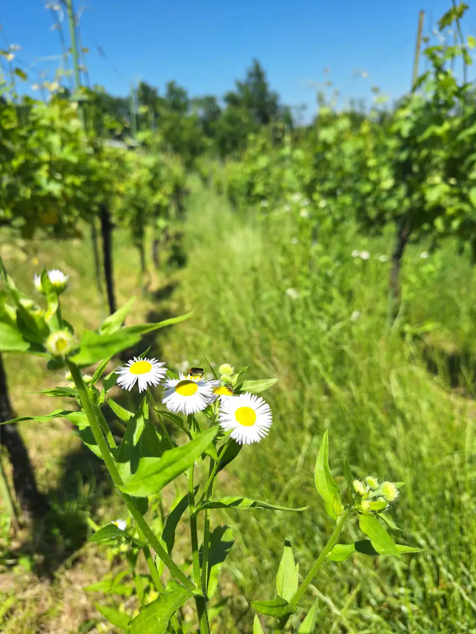 Margherita tra l'erba del filare