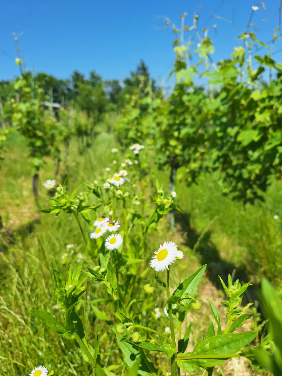 Margherite selvatiche nel vigneto