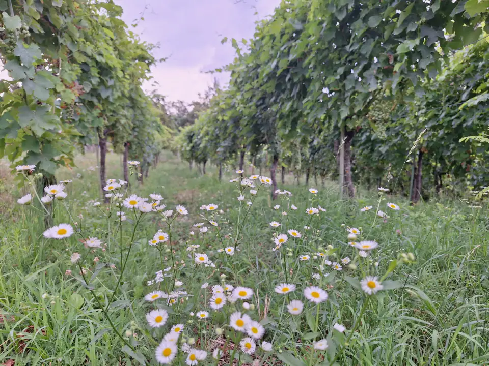 Margherite selvatiche tra i filari
