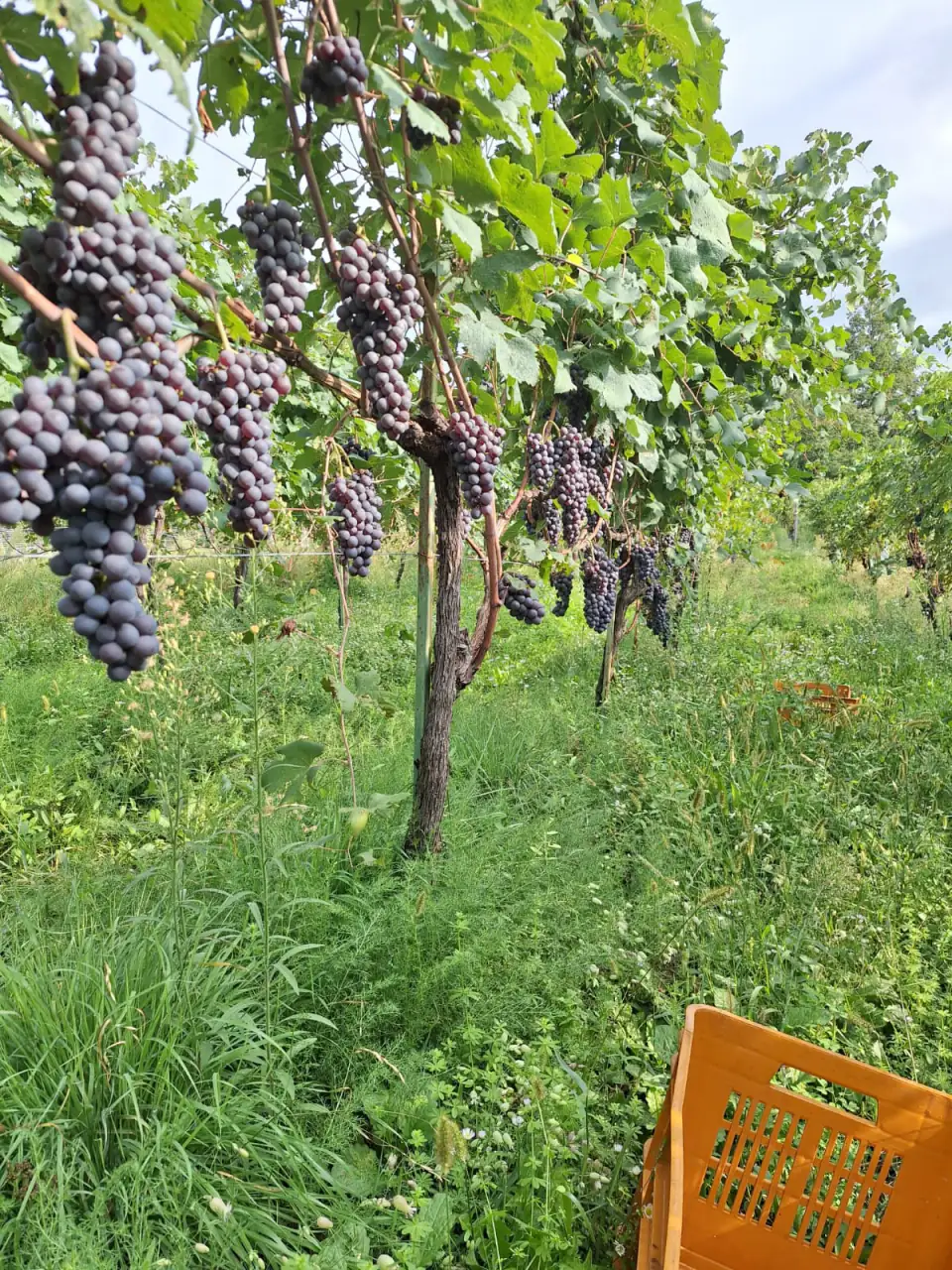 Grappoli pronti per la vendemmia con cassetta arancione