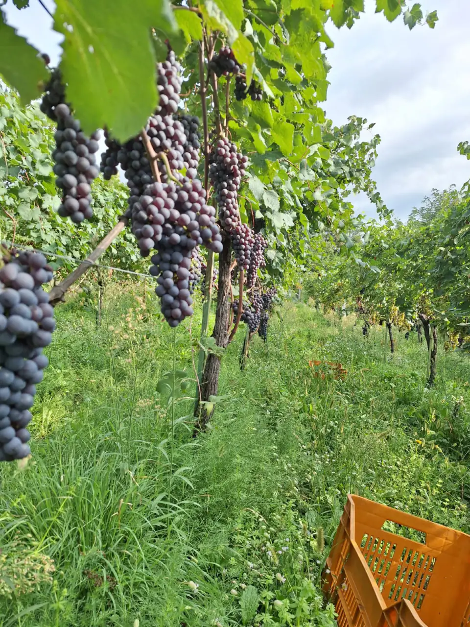 Vendemmia con cassetta
